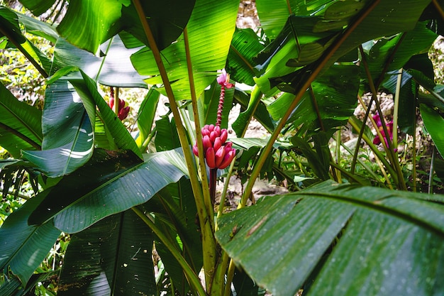 Flor rosa tropical con hojas verdes en la selva