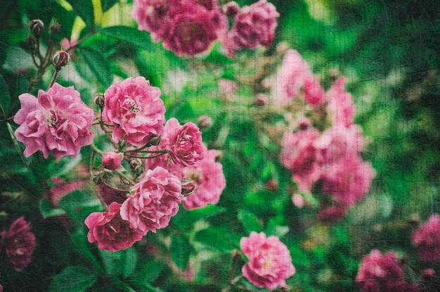 flor rosa de la vendimia