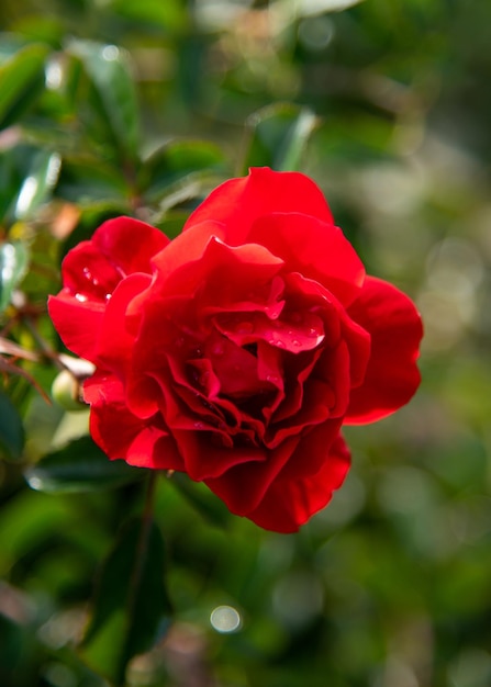 Flor rosa vermelha. Fundo. Natureza.