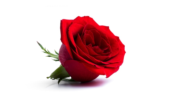 Flor rosa vermelha isolada em uma superfície branca