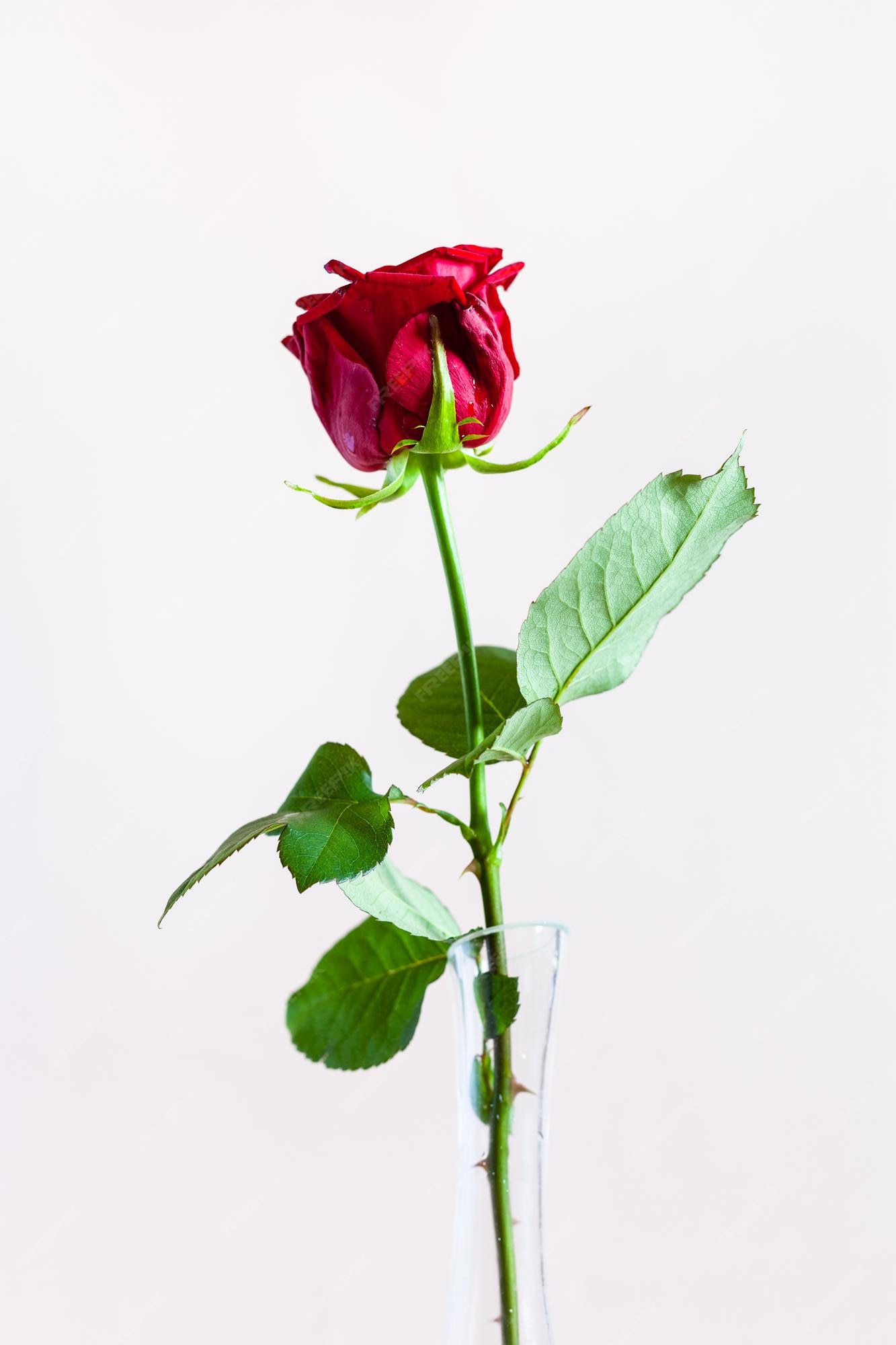 Flor rosa vermelha natural com fundo rosa pálido | Foto Premium