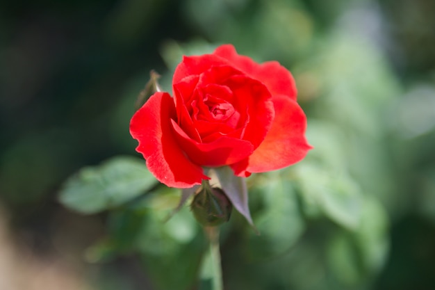 Flor rosa vermelha no jardim