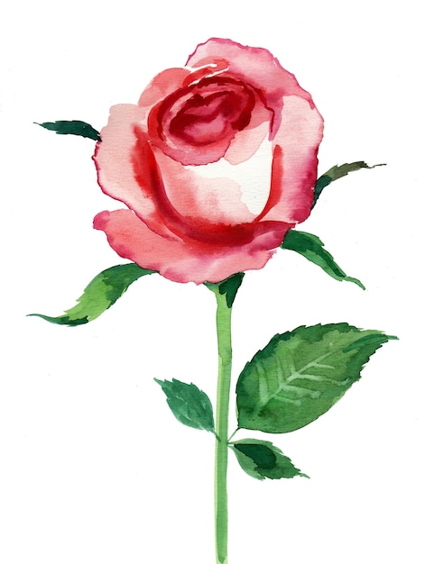 Flor rosa vermelha. Pintura aquarela