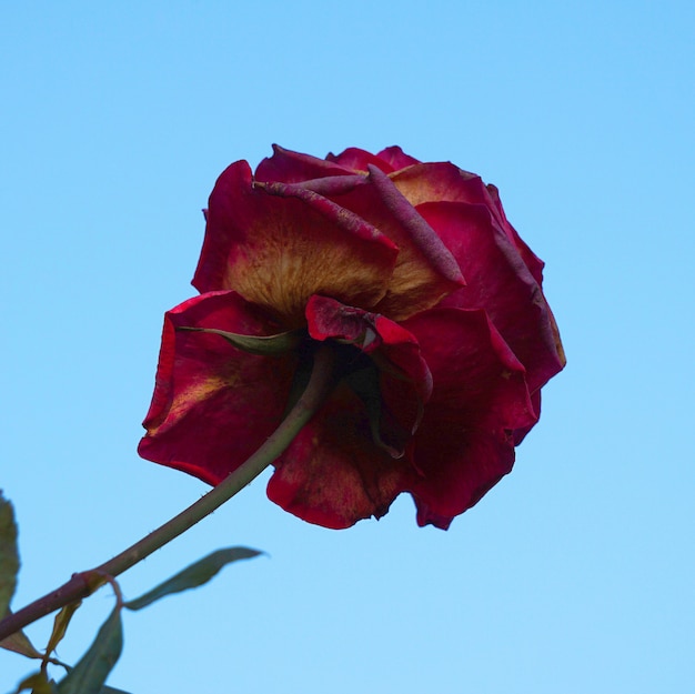 flor rosa vermelha