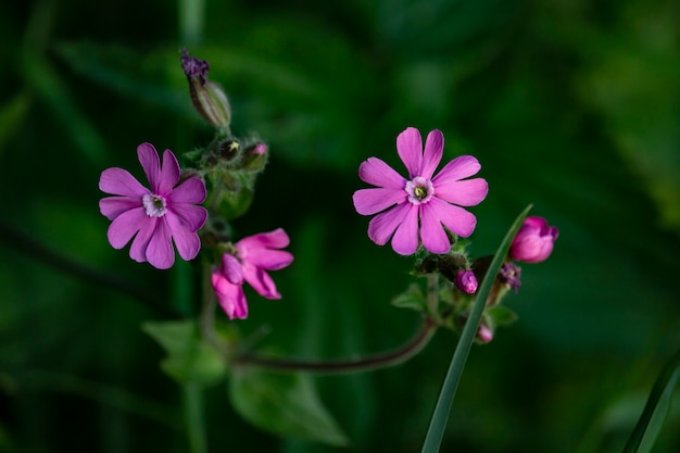 Flor rosa violeta flor flor