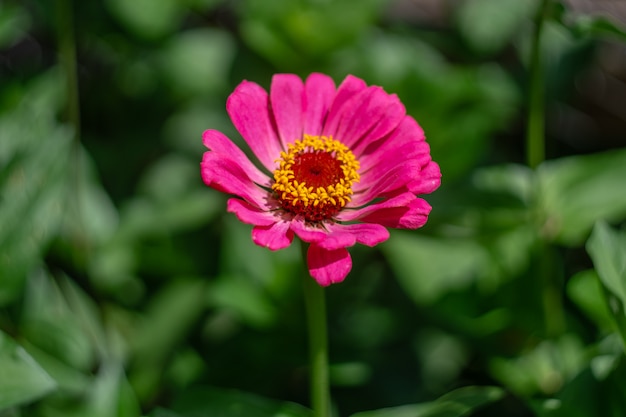 Una flor rosa zinnia en jardín