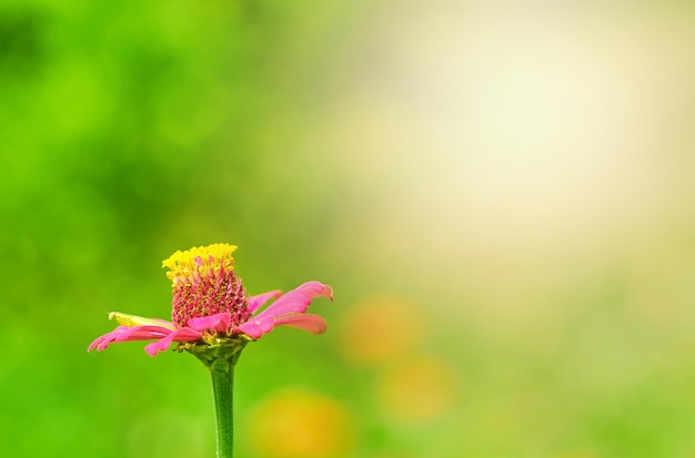 Flor rosa Zinnia en pradera con sol