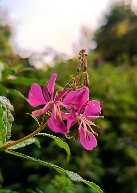 Foto flor rosa