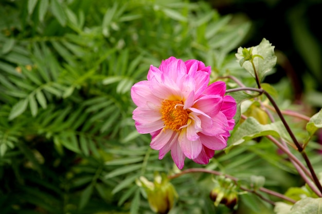 Foto flor rosa