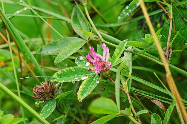 flor rosa