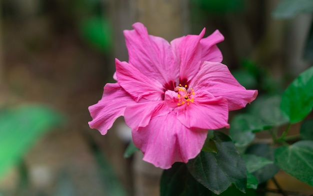 Foto flor rosa