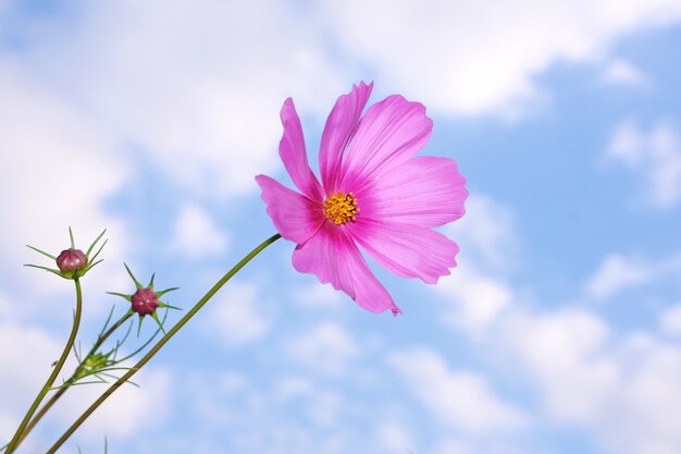 Foto flor rosa