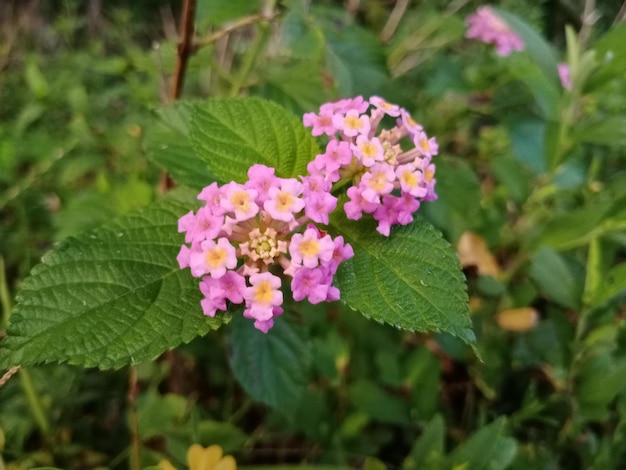 La flor rosa