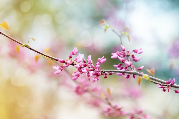 Flor rosada del árbol en el jardín. Hermosa primavera