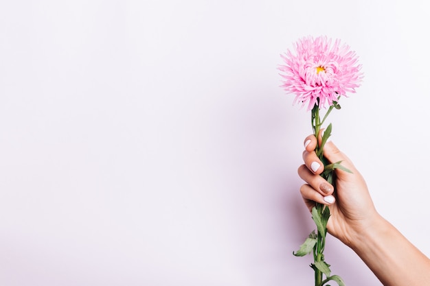 Flor rosada del aster en una mano femenina con una manicura en un fondo rosado