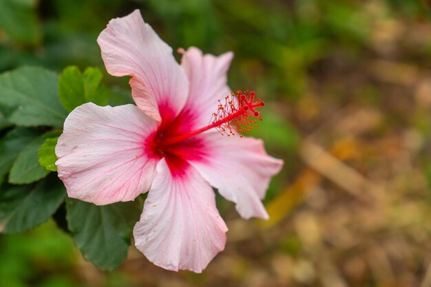 Una flor rosada con un centro rojo