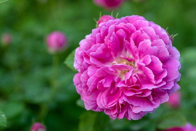 La flor rosada de cerca