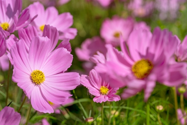 Flor rosada del cosmos en el campo.