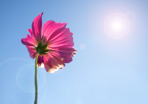 Flor rosada del cosmos en cielo azul