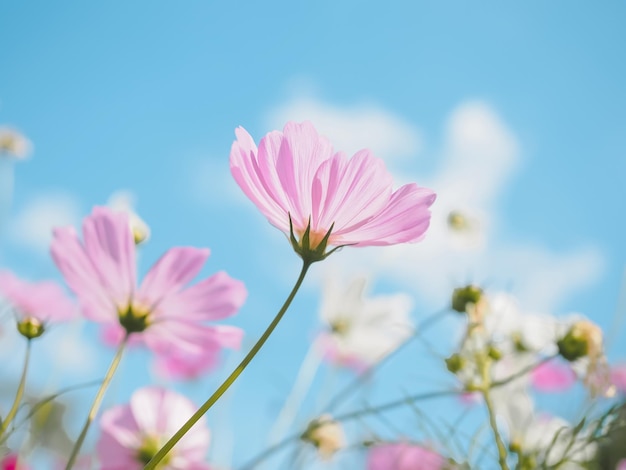 Flor rosada del cosmos en el jardín