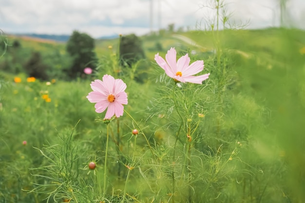 Flor rosada del cosmos en el jardín