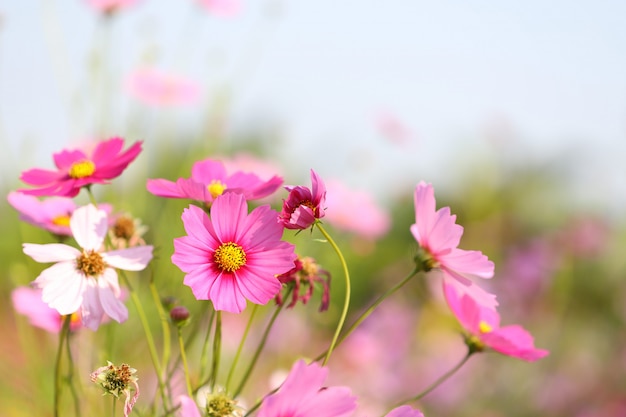 Flor rosada del cosmos que florece en el campo de flores