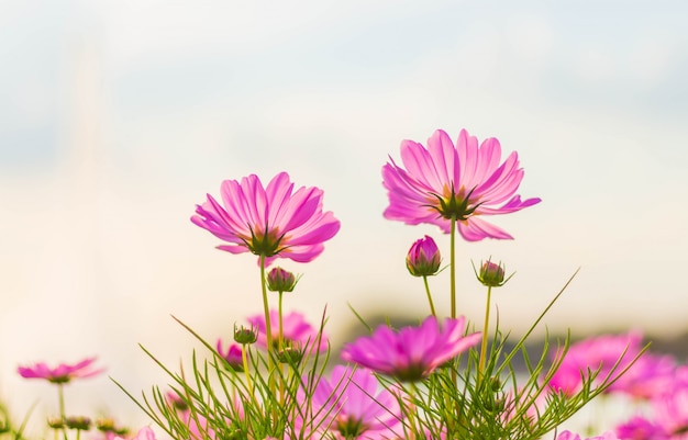 Flor rosada del cosmos que florece maravillosamente para el fondo.