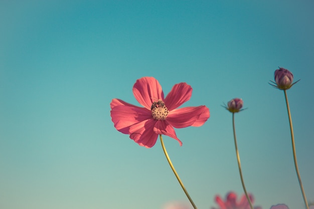 Flor rosada del cosmos