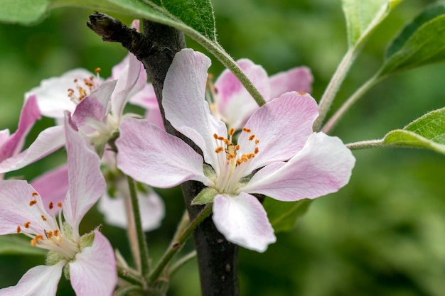 flor rosada de manzana silvestre