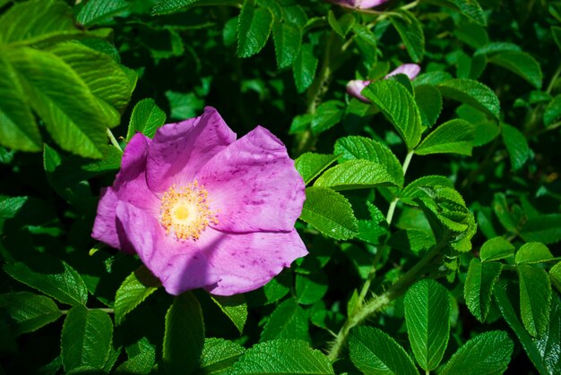 Flor rosada del dogrose en un jardín salvaje.