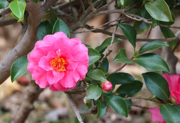 Flor rosada floreciente de la camelia en el parque del jardín.