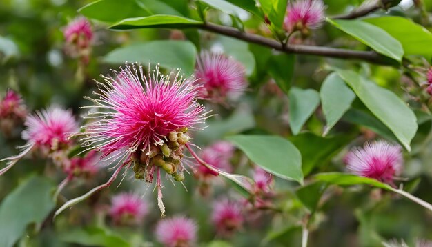 una flor rosada con flores rosadas en ella