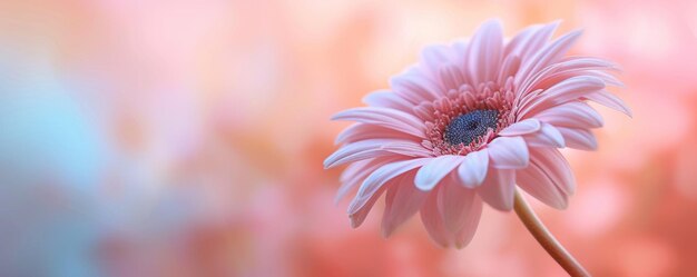 Foto flor rosada con un fondo borroso