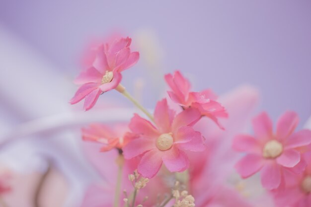 Flor rosada para el fondo, concepto de amor.