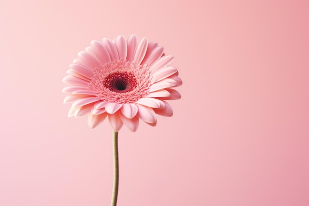 Una flor rosada con un fondo rosado