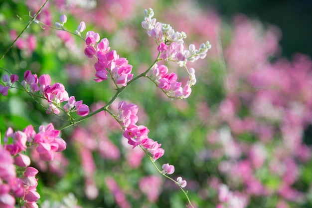 Flor rosada del gancho de Antigonon leptopus