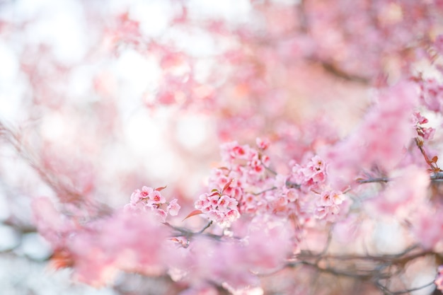 Flor rosada hermosa de Cherry Blossom o de Sakura que florece en fondo de la naturaleza, foco suave