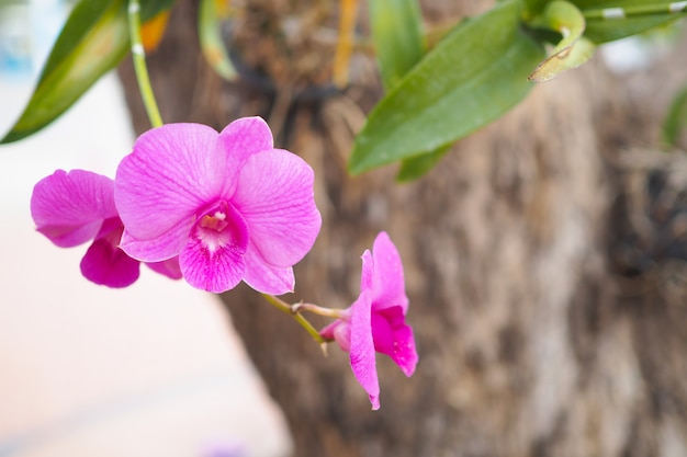 Flor rosada hermosa de la orquídea en jardín en el invierno o el día de primavera con el fondo borroso