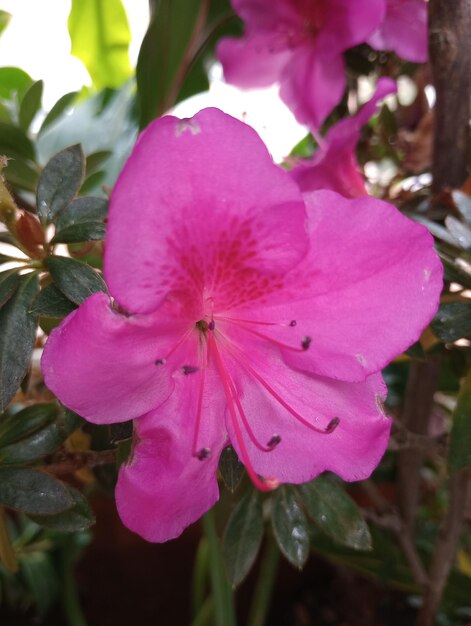 Foto flor rosada hermosa