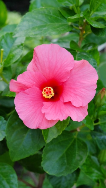 Flor rosada del hibisco, flor tropical