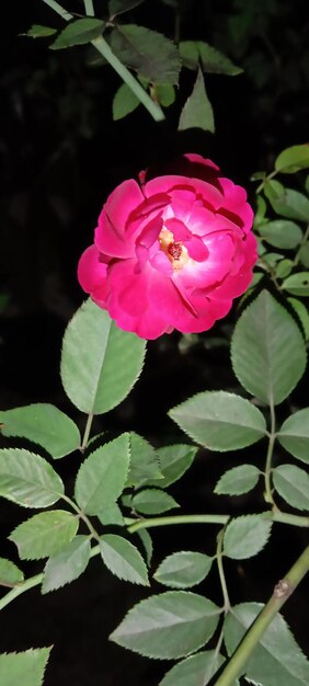 Una flor rosada con hojas verdes