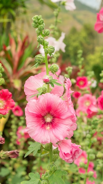 Flor rosada de los Hollyhocks en un jardín.