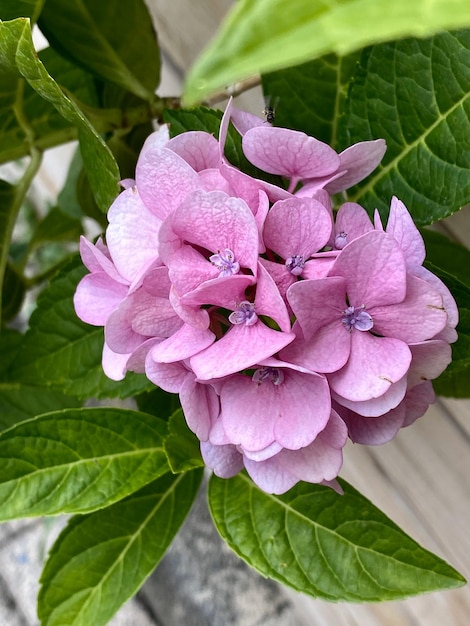 Flor rosada de Hydrangea macrophylla con hojas sobre fondo de madera