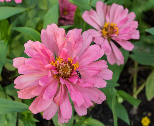 Flor rosada en el jardín