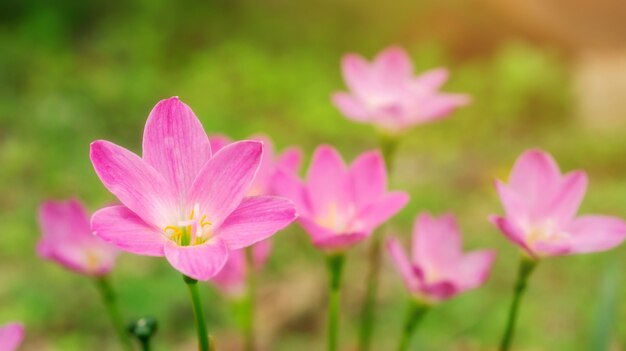 Flor rosada del lirio de Zephyranthes en un jardín.