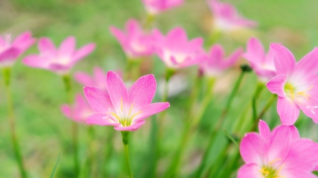 Flor rosada del lirio de Zephyranthes en un jardín.