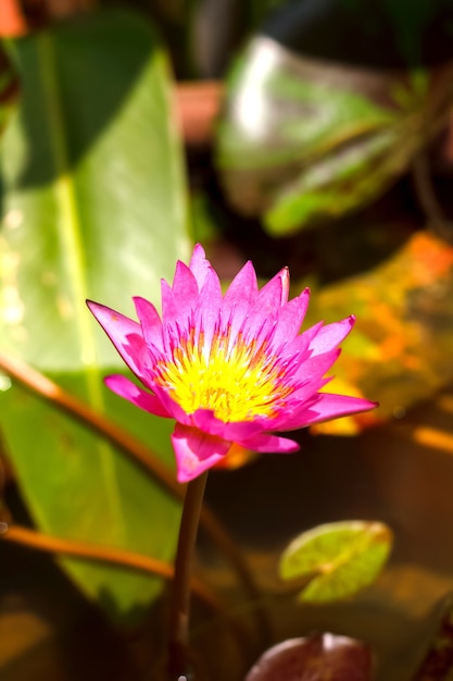 Flor rosada de Lotus en el estanque.