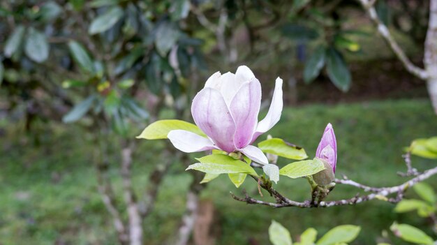 Foto flor rosada de la magnolia en un jardín.