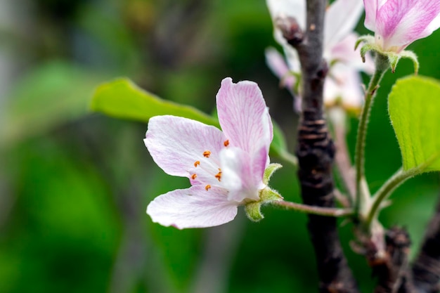 flor rosada de manzana silvestre