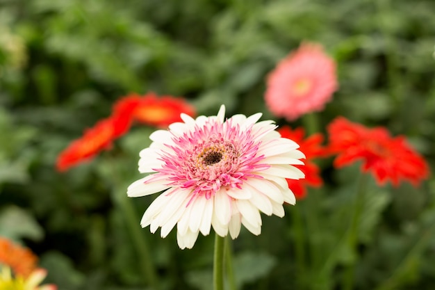 Flor rosada de la margarita del gerbera